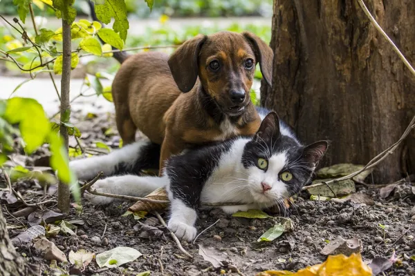 Rubrik_Tierschutz-Hunde_Katzen_c.pixabay